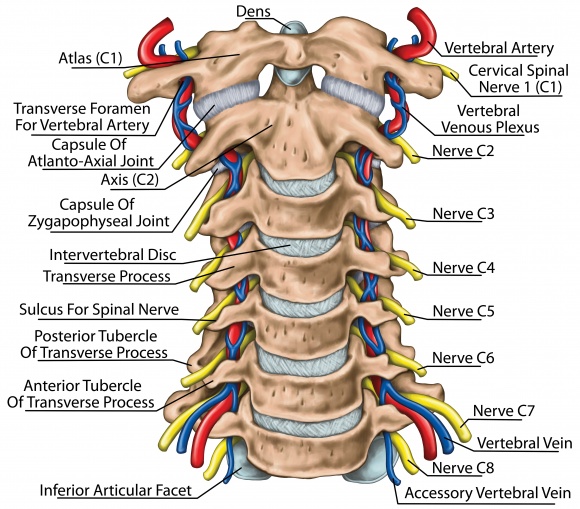 Cervical Spine Surgeon in Pimpri Chinchwad